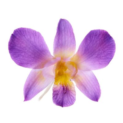 COUTURE COLLECTION — DENFARE ORCHID