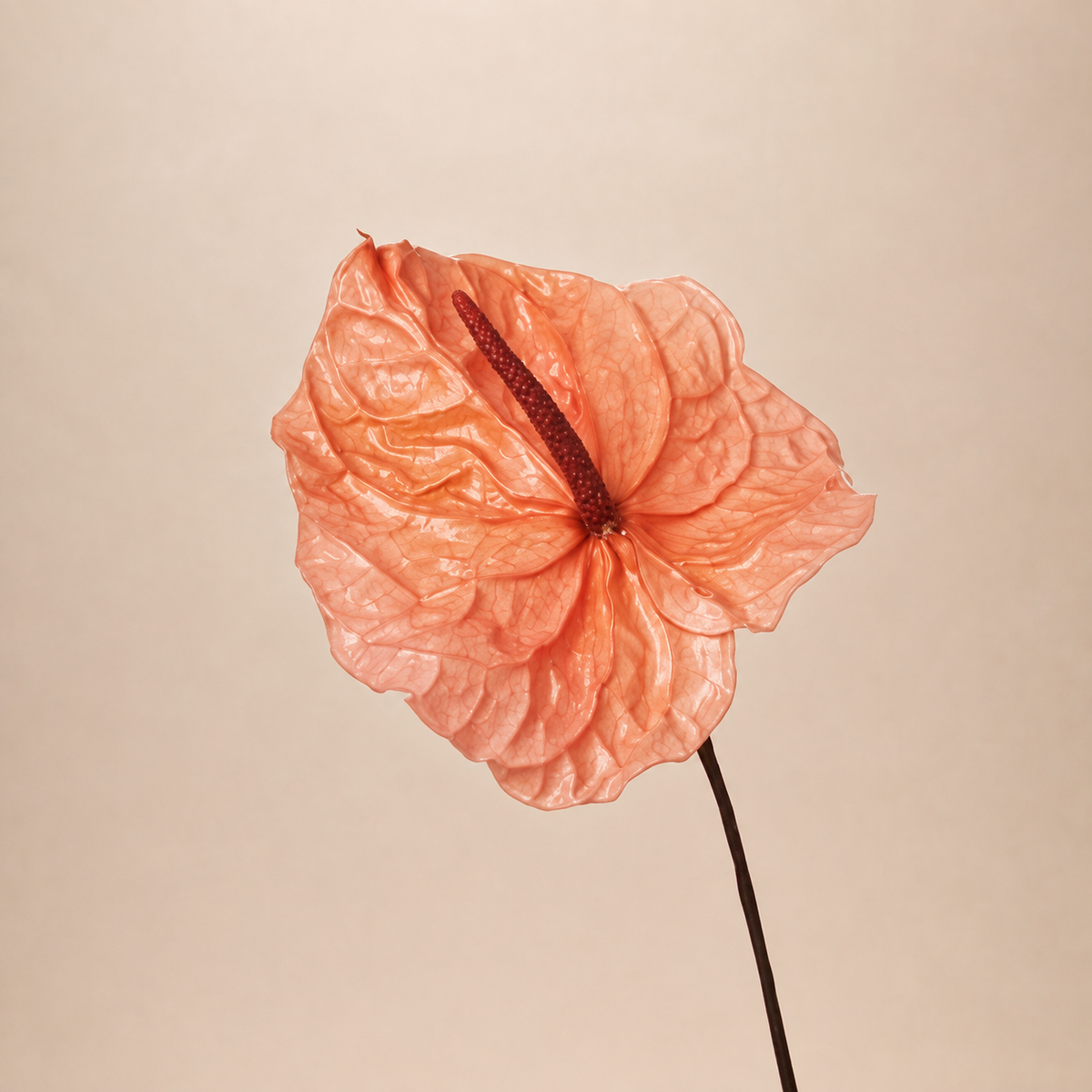 ANTHURIUM PRESERVATO