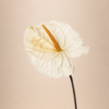 Signature Flowers Anthurium — Natural White