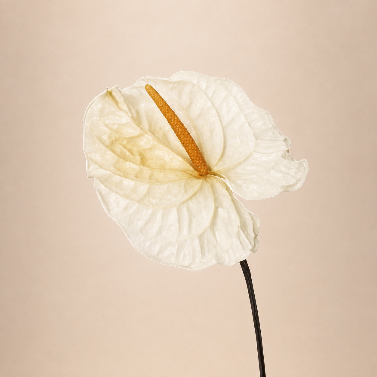 Signature Flowers Anthurium — Natural White