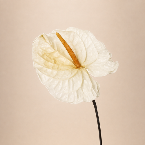Signature Flowers Anthurium — Natural White