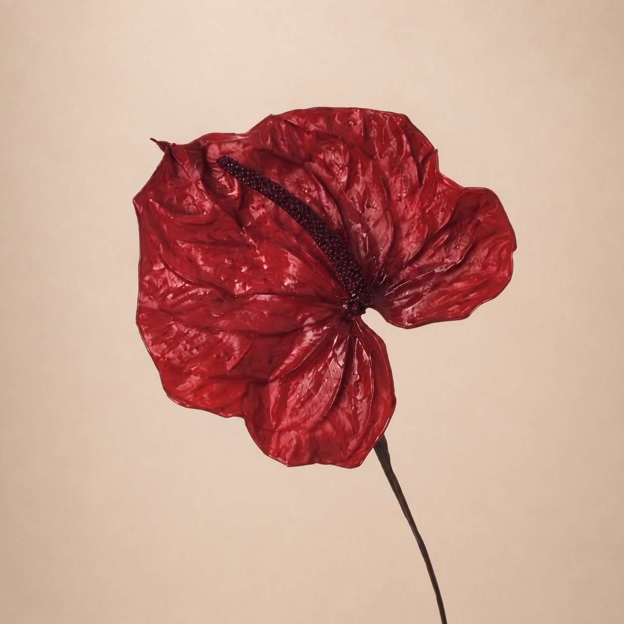Signature Flowers Anthurium