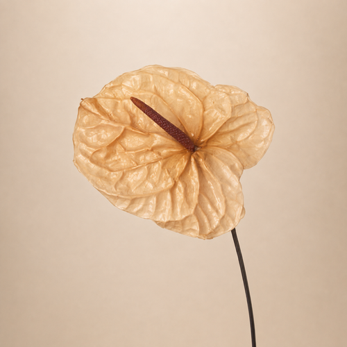 Signature Flowers Anthurium