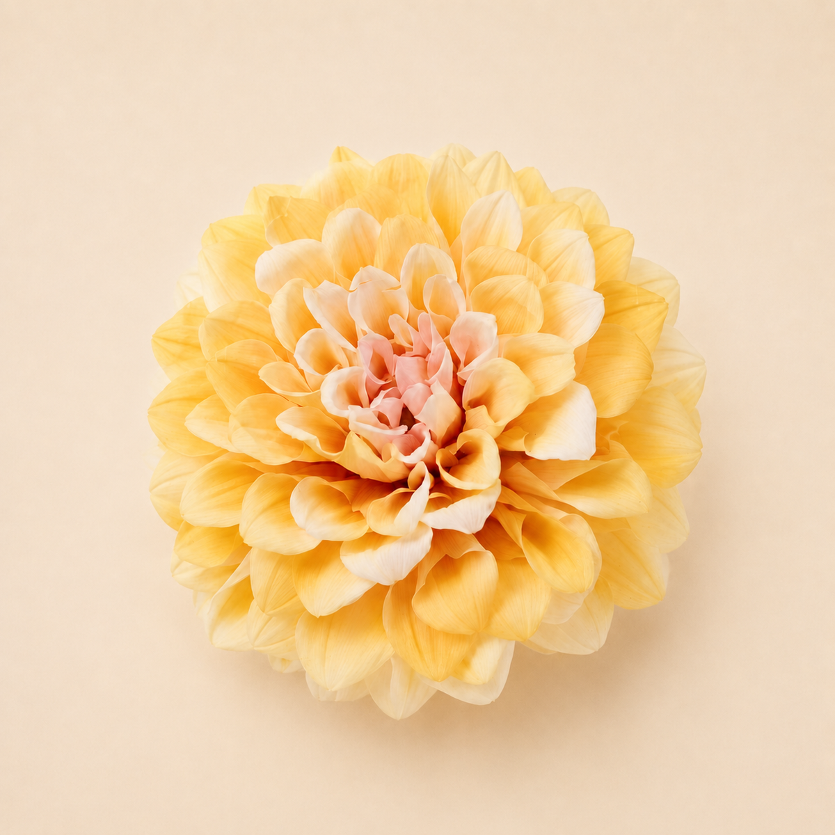 Signature Flowers Dahlia Grace - Ichirinzashi