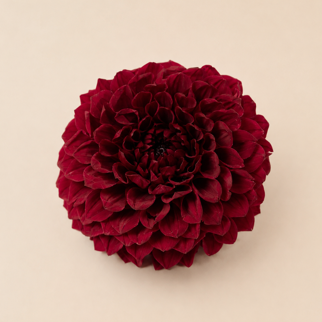 Signature Flowers Dahlia Grace - Ichirinzashi