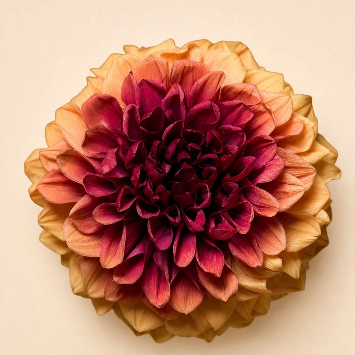 Signature Flowers Dahlia Grace - Ichirinzashi