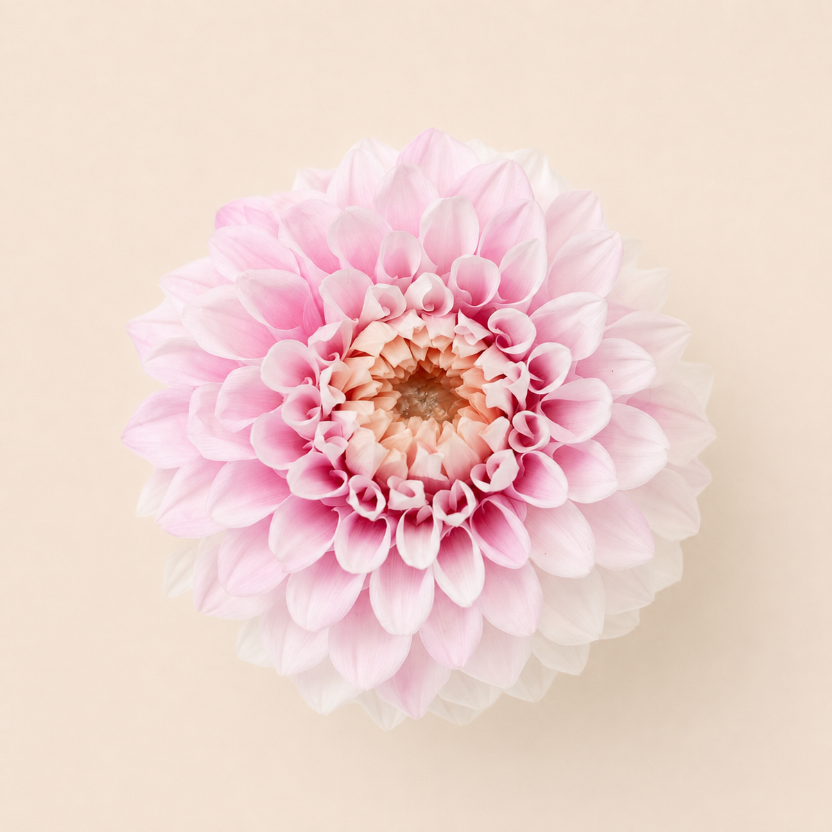 Signature Flowers Dahlia Grace - Ichirinzashi