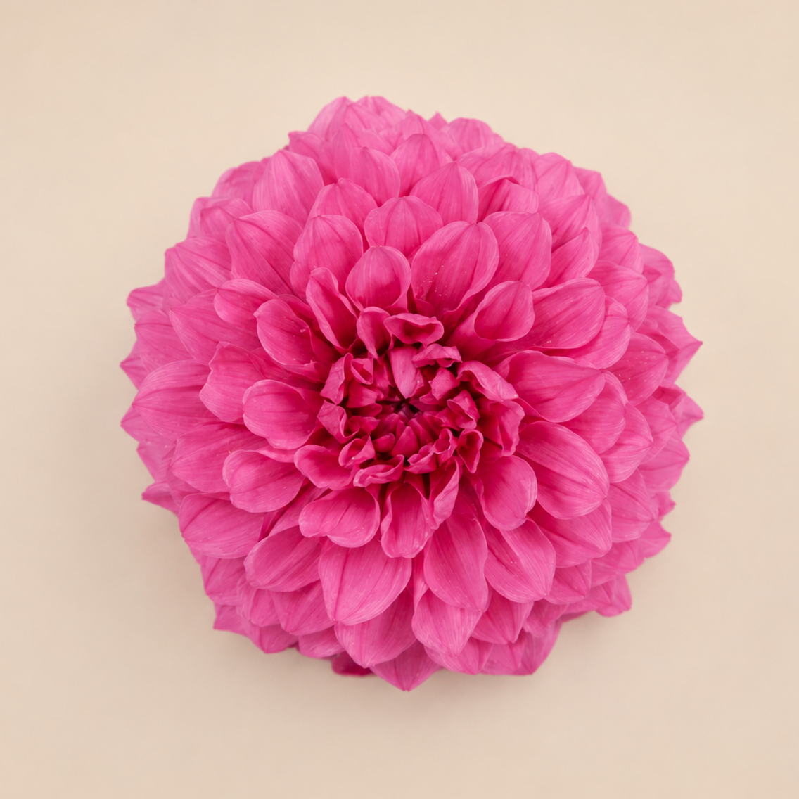 Signature Flowers Dahlia Grace - Ichirinzashi