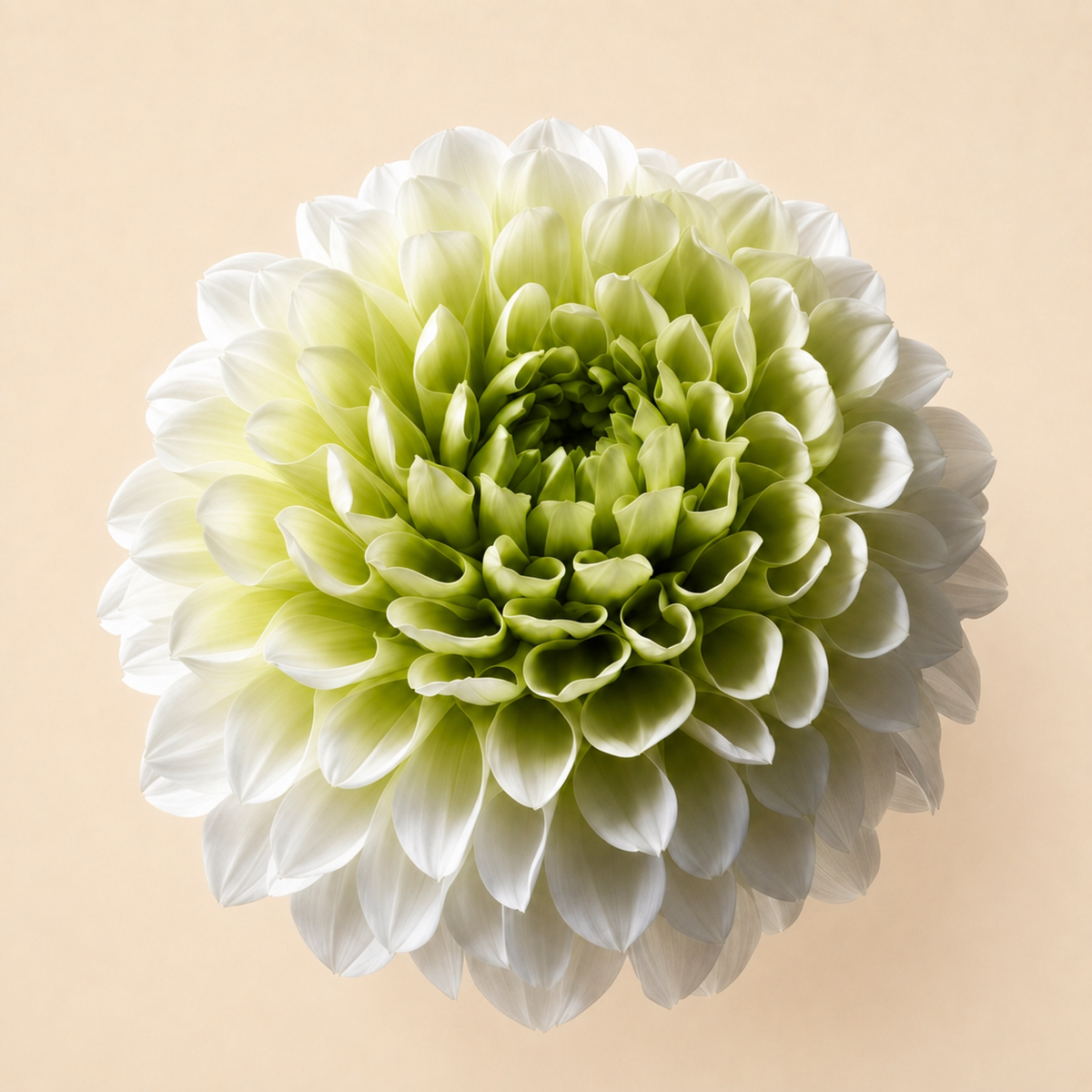 Signature Flowers Dahlia Grace - Ichirinzashi