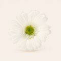 Signature Flowers Gerbera