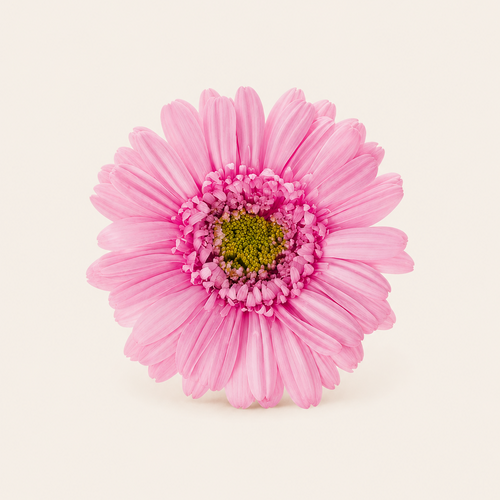 Signature Flowers Gerbera