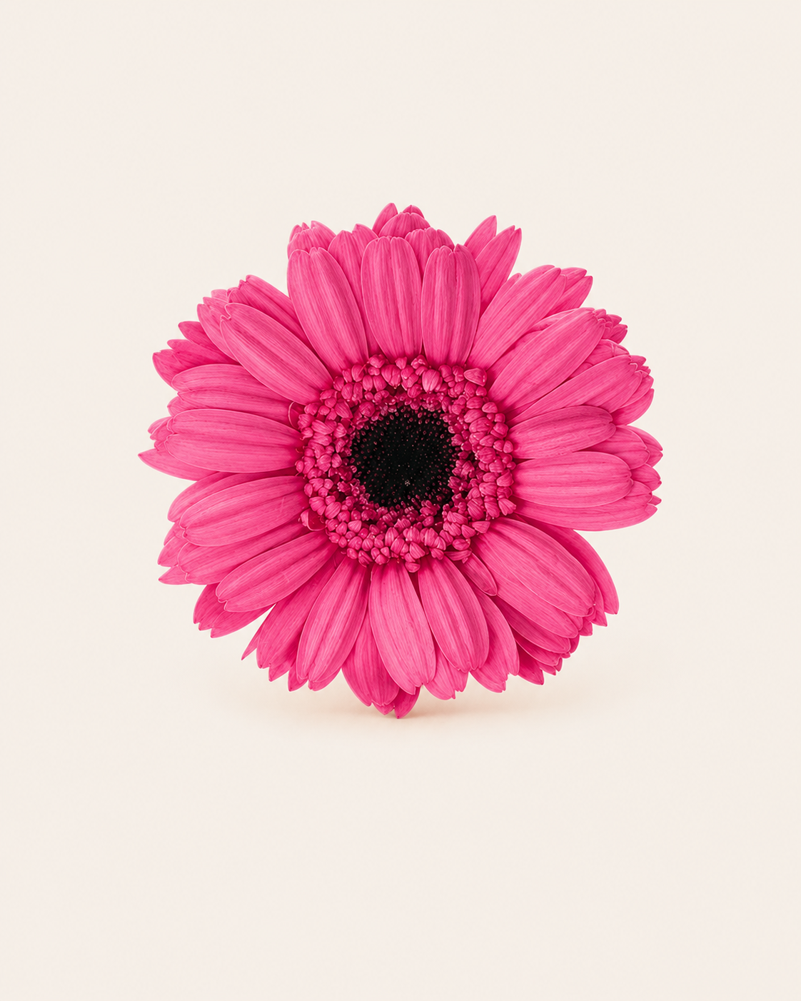 Signature Flowers Gerbera