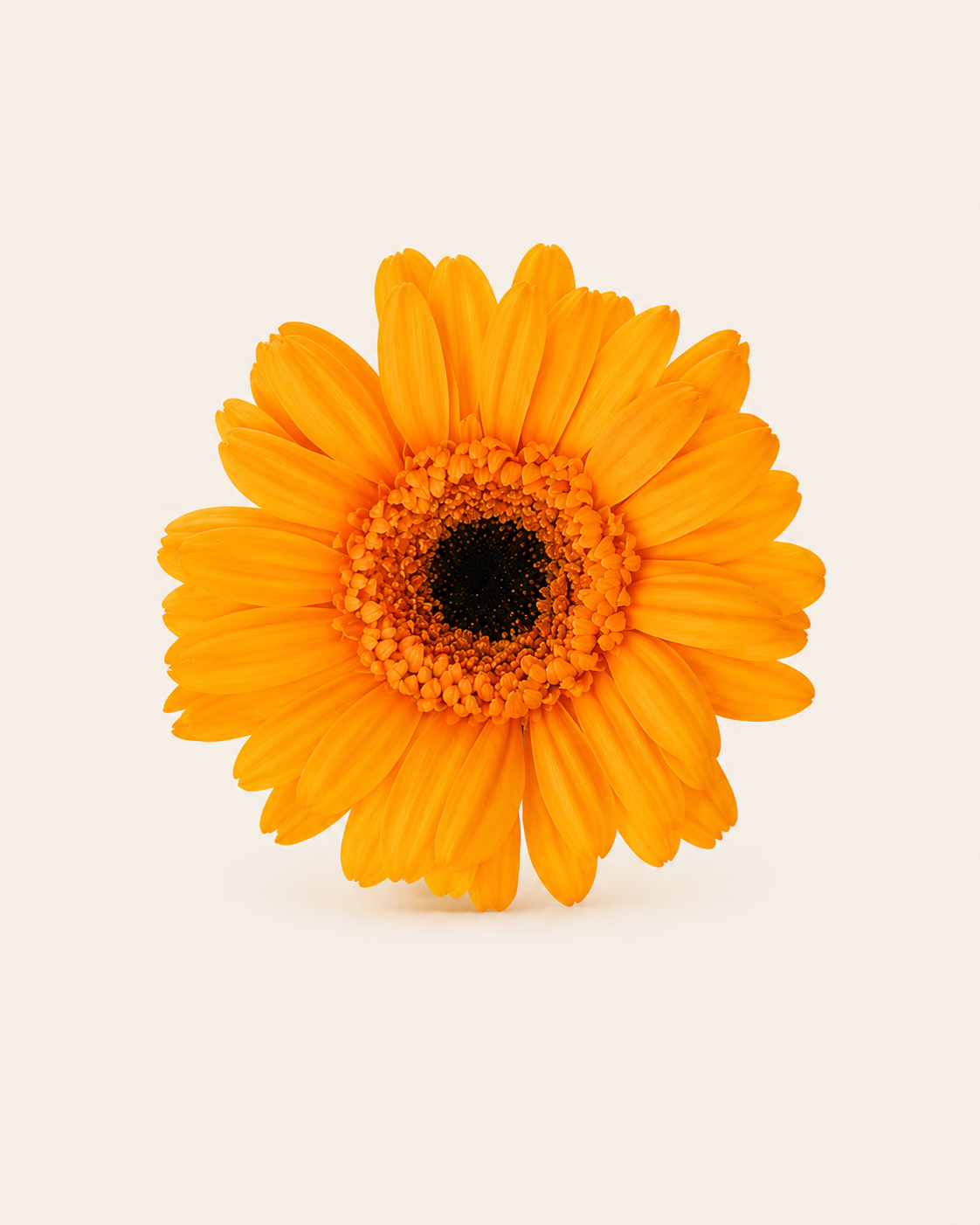 Signature Flowers Gerbera