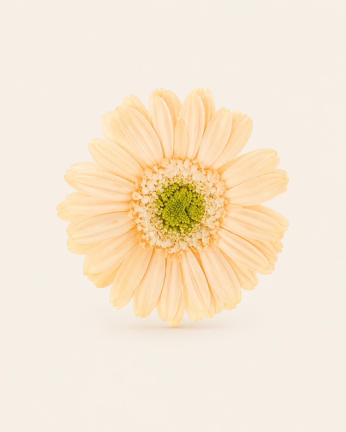 Signature Flowers Gerbera