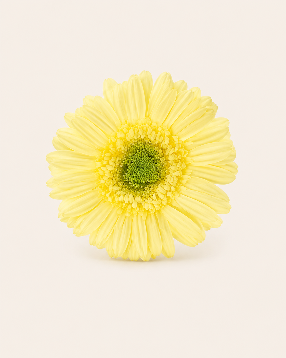 Signature Flowers Gerbera