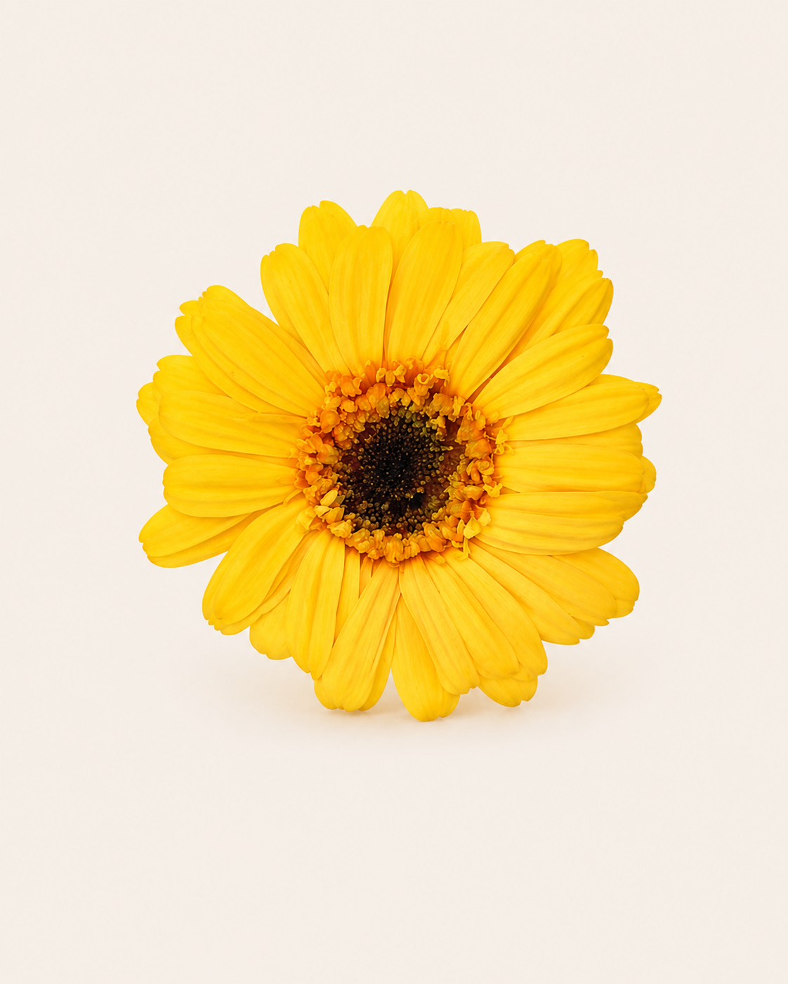 Signature Flowers Gerbera