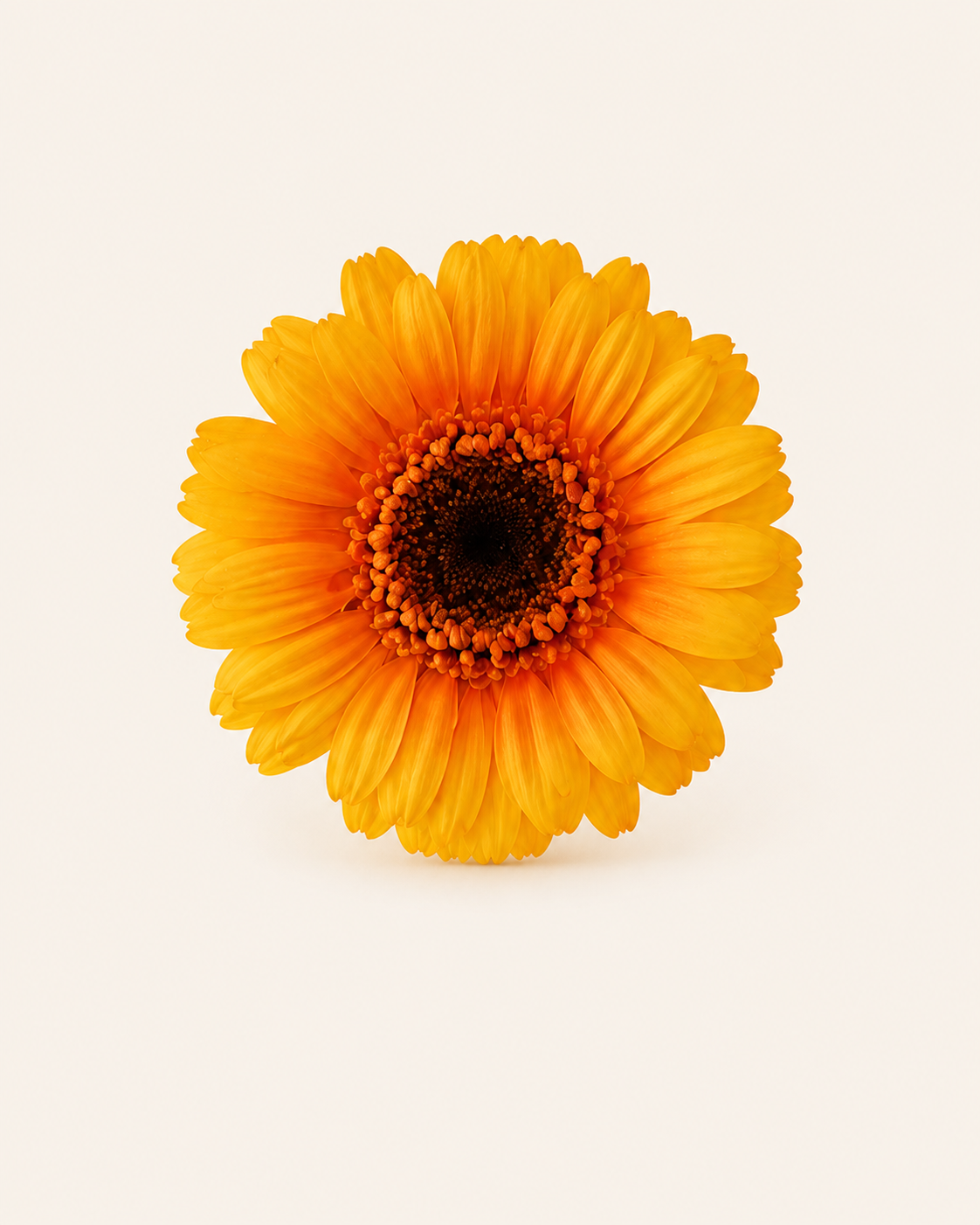 Signature Flowers Gerbera