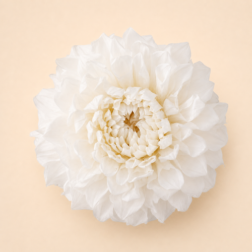 Signature Flowers Dahlia Grace — White