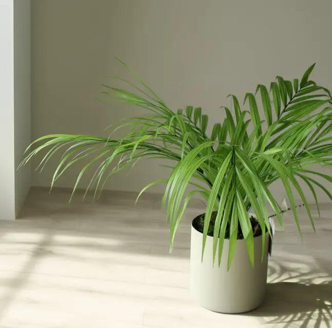 Areca inserita in un interno