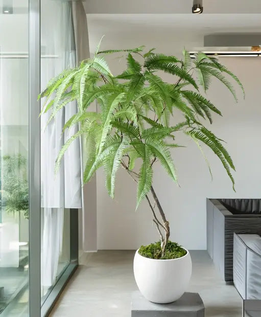 Tree Fern inserita in un interno