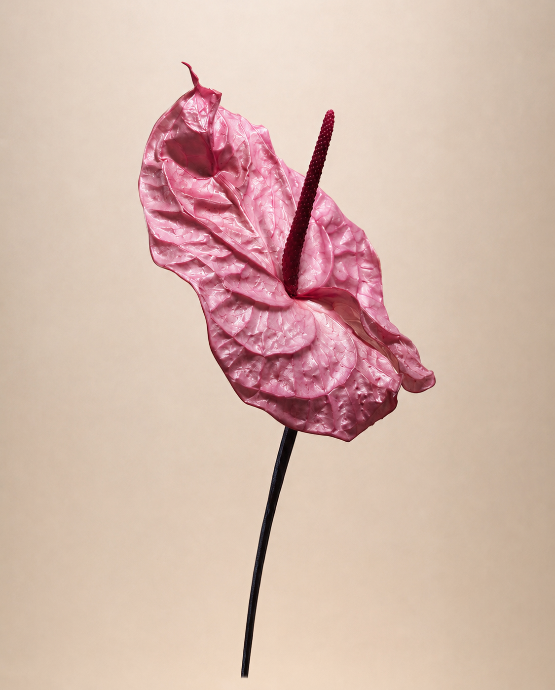 Anthurium bio-preservato