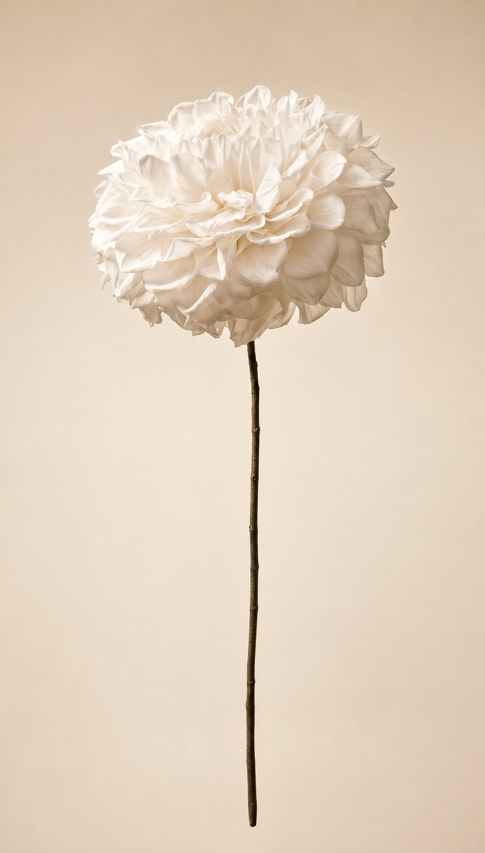 Dahlia Grace bio-preservato